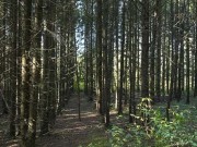 Продажа участка Батюшково 1130 соток Дмитровское шоссе - foto4