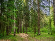 Продажа участка Маслово 50 соток Рублево-Успенское шоссе - foto2