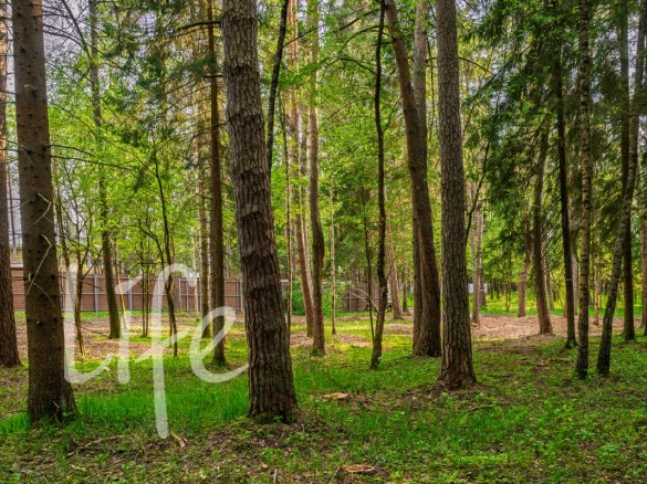 Продажа участка Маслово 50 соток Рублево-Успенское шоссе - foto1