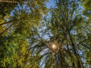 Продажа участка Зеленые холмы 25 соток Киевское шоссе - foto5