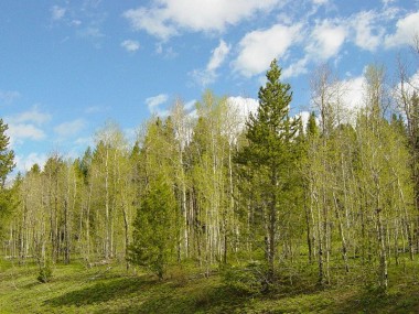 Продажа участков Ильинское - Дмитровское - 59994